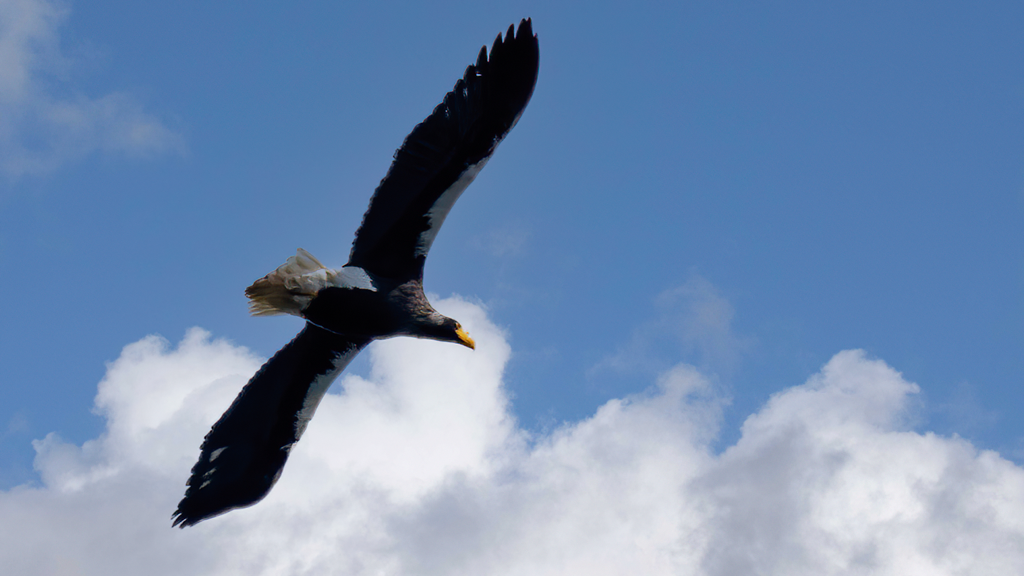 Stellers zeearend in vlucht tegen een blauwe lucht met witte wolken.