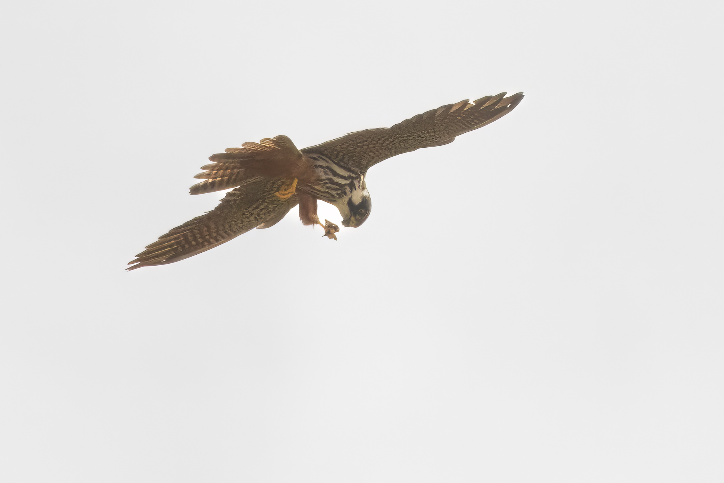 Boomval mannetje in vlucht met in zijn poot een motje die hij tijdens het vliegen oppeuzelt.