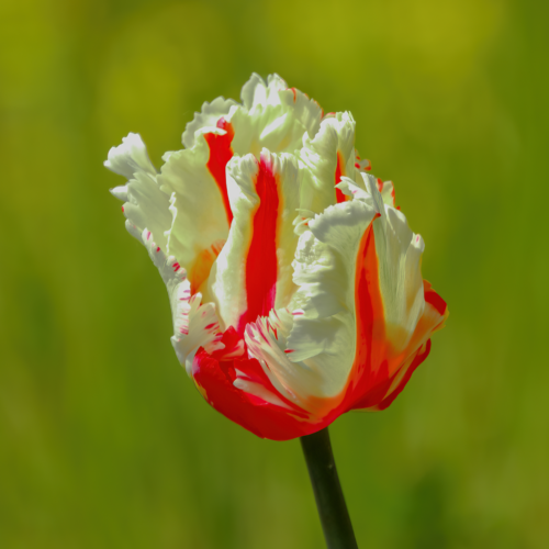 Papaverachtige bloem in de kleuren rood en wit tegen een zonnige groene achtergrond.